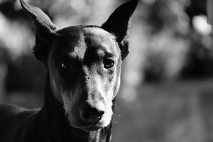 Understanding Blue Doberman Syndrome