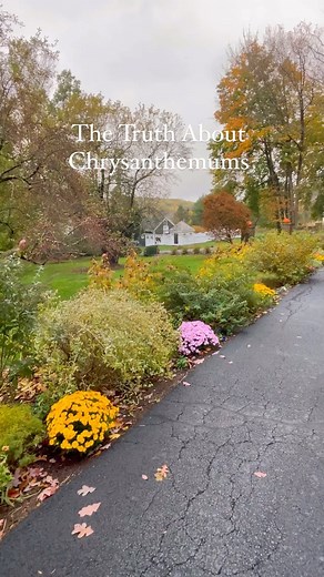 5.7K views · 4.7K reactions | The truth about chrysanthemums is that...