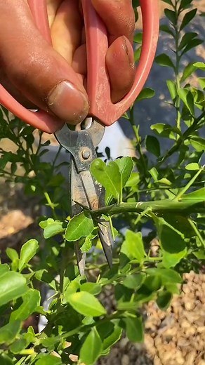 Finger lime tree grafting techniques #grafting #graftingtechniques #foryou #fyp #graftingplant #fingerlimes