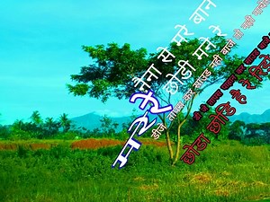 five star Live Stream