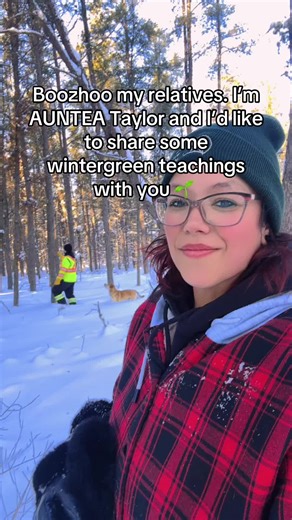 Wintergreen is a very knowledgeable plant of considerable importance to Manitoba’s ecosystems. But also be carful, not all medicines are for everyone 🌱 ❄️ #indigenous #fyp #foryou #landback #wintergreen