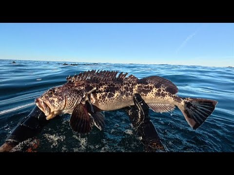 Spearfishing Lingcod in Big Sur, California | 4K