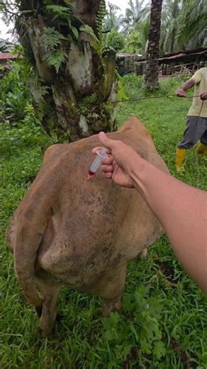 PENYUNTIKAN VITAMIN PENGUAT OTOT SAPI