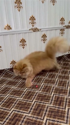 Laser Pointer Video for Cats: Fun Playtime to Entertain Your Kitty