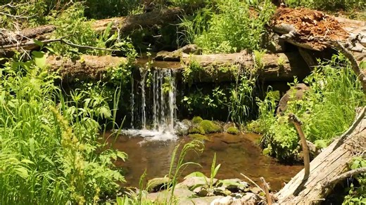 28K views · 423 reactions | This is what we do at AZGFD! Along with our partners at the U.S. Fish and Wildlife Service, Trout Unlimited, and several volunteers, we hiked down to KP Creek to stock more than 500 Iron Creek lineage Gila Trout into the waters there. The group transported the fish in buckets! If you're interested in learning more about fishing, sign up for one of our upcoming FishAZ Network Events: https://bit.ly/4iBMTQZ. | Arizona Game & Fish Department | Facebook