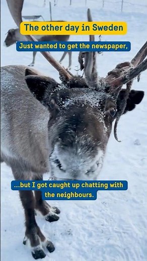 Travel Sweden: Meet reindeer in their natural habitat #visitsweden #travel