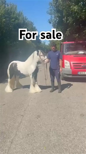 FOR SALE VERY NICE COLT WOULD BE PERFECT FOR SOMEONE BREEDING PROGRAM MESSAGE ME ON FACEBOOK