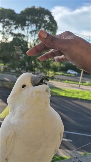 cockadoo with fluffy feathers