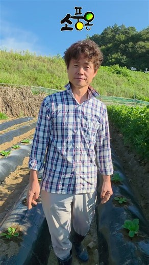배추벌레 퇴치하고 배추 잘 자라고 있어요