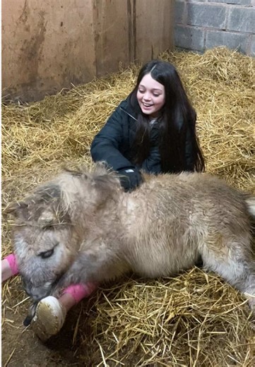 Charming Mini Horse: Fluffy Strawberry Cutie