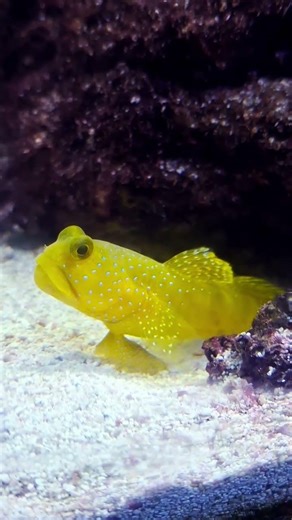 Yellow Watchman Goby Hiding In His Cave
