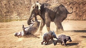 69K views · 1.5K reactions | Mother Elephant Defends Her Baby From Hippo | Crocodile Vs Male Lions: Extremely Rare Images | Animal World | Facebook