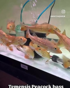 2.2K views · 26 reactions | The Temensis Peacock Bass (Cichla...