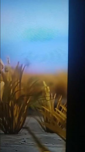 rollin wild baboon scene time