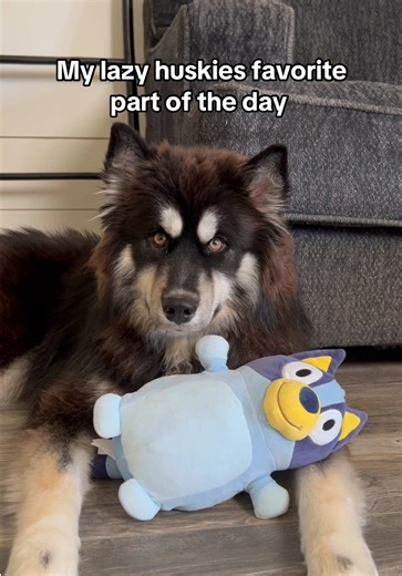 The only thing Bear gets excited for! 😂 #dog #husky #cute