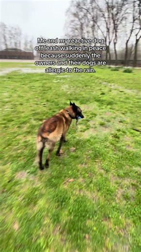 Peaceful Walks with a Reactive Dog