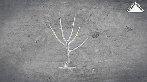 39K views · 644 reactions | Descoperă cum se curăță pomii fructiferi de ramuri! :) | Leroy Merlin Romania | Facebook