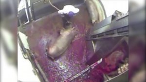 Revealed: Shocking evidence of animal cruelty in UK slaughterhouses