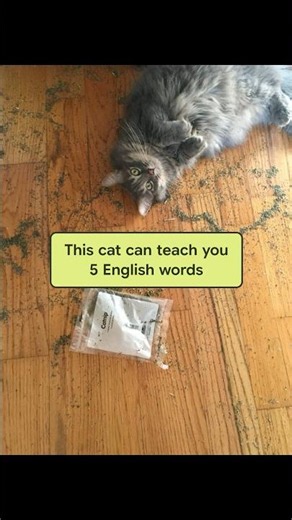 One TED-Ed video = 5 new English words 🐱
