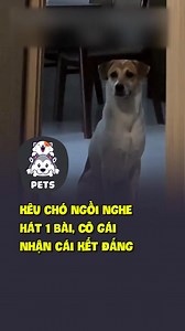 575K views · 10K reactions | Kêu chó ngồi nghe hát 1 bài , cô gái nhận cái kết đắng  #thucung #pets nguồn Pets | Lang Thang Đường Phố | Facebook