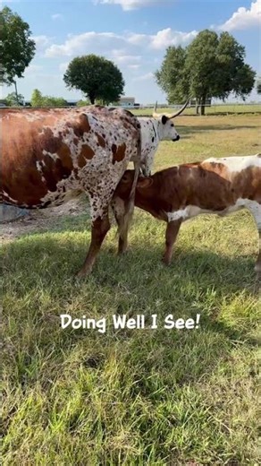 C7 Sparklet and Her Heifer Calf