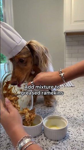 Dog-friendly apple cupcakes for Roswell’s birthday 🥳 #dachshund #dogbirthday #homemadedogtreats