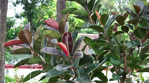 Ficus elastica (Also known as the rubber fig, rubber bush, rubber tree) in nature. The latex of Ficus elastica is an irritant to the eyes and skin and is toxic if taken internally