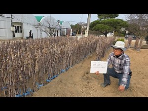 지금 심어도 늦지않고 관리가 쉬운 대추나무 묘목(조생종추황/왕대추) 송림농웥 010-7399-4761#사과대추묘목