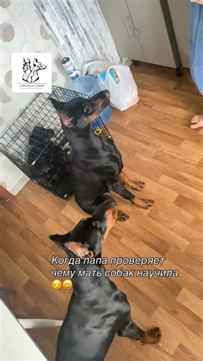 •Питомник Доберманов•Дрессировка собак on Instagram: "@universum_valkir питомник доберманов #доберман#питомникдоберманов#жизньпитомника#матьдоберманов"