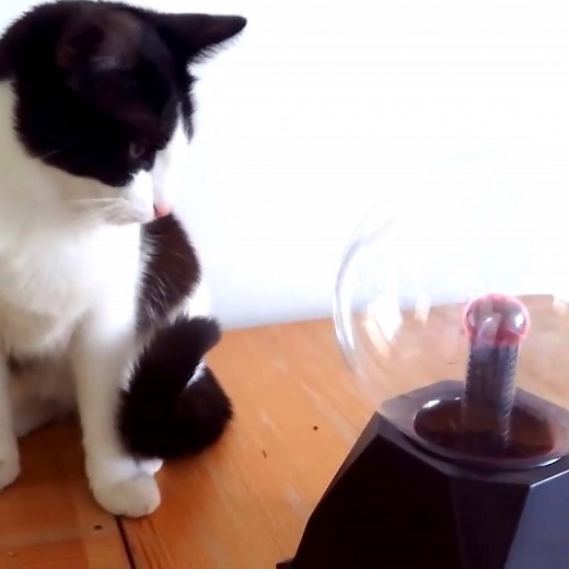 Coolest cats around 😎 | Try Not to Laugh