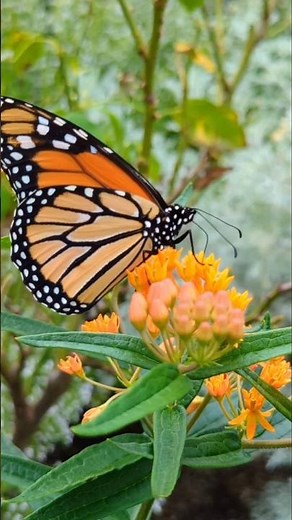 Double Your Garden's Pollinator Power With These #gardeningtips #bees #garden