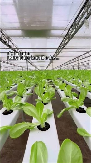 GN Fortune Hydroponic Greenhouse Farms – Scalable, Automated & High-Yield Food Production