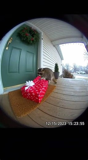 Raccoon's Christmas Package Heist | Ring Doorbell Cam