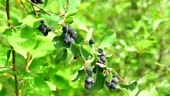 dwarf shadbush, chuckley pear, or western juneberry is a shrub with...