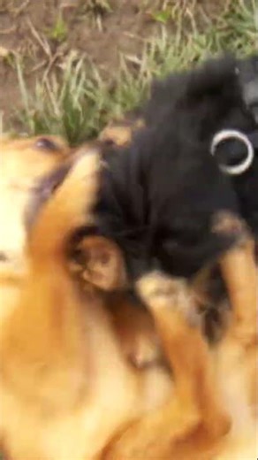 Cutie Fighting Dogs Closeup #dogs #fun #puppy #dogpark