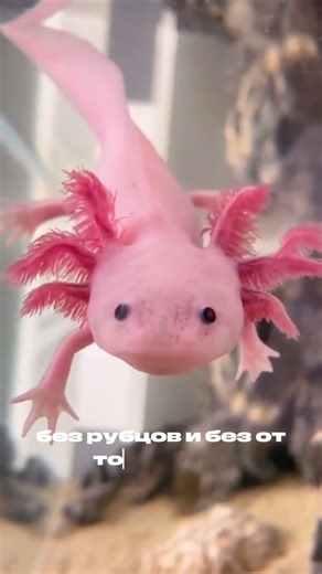 Аксолотль: животное, которое отращивает мозг 🦎 | Передача о животных #shorts
