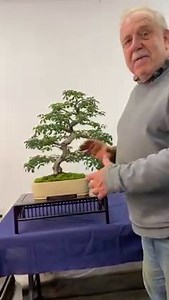 Amazing Brazilian rain tree🌿🌿 | David Easterbrook Bonsai
