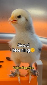 335K views · 8.7K reactions | Good Morning  #goodmorning #chickens #cuteanimals #chickensofinstagram #chickenhappyhour | Chicken Happy Hour | Facebook