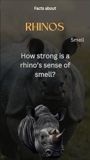 Rhinoceros Fact 18 - How strong is a rhino’s sense of smell?