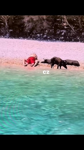 Ủa gì kì vậy phim con heo là vầy đây à , nhỏ giờ chưa xem bao giờ ,nay đc hôm trưa em gái xóm trọ rủ xem cùng mở lên thấy rối não quá,này có nơi gọi lợn biển hay lơn rừng vầy trời. | Cường Zin