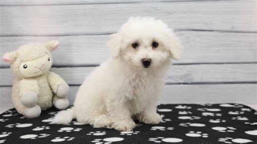 Bichon Frise puppy for sale