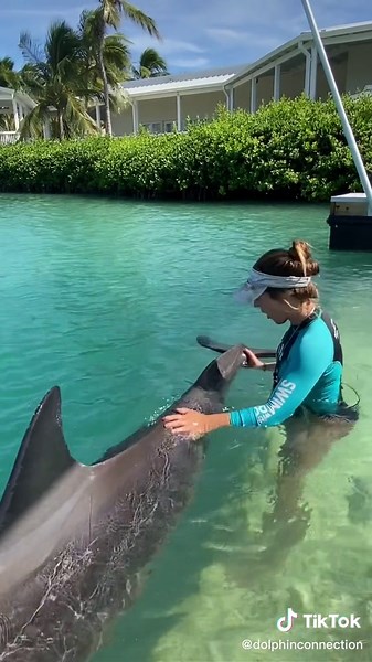 Thank you Chinook and Marine Mammal Specialist Kaitlyn for teaching us about the peduncle! #dolphin #dolphinconnection #dolphinencounter #dolphinexperience #dolphindiscovery #marinemammaltrainer #dolphintrainer #fyp #floridakeys #marinemammal #fypシ #foryou #foryoupage #viral #trending #education