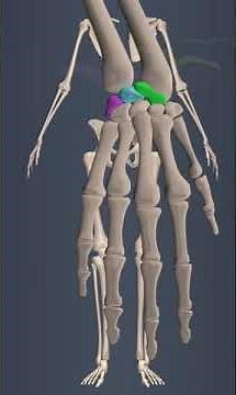 Anatomy and bones in human hands