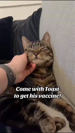 🐱 Vaccinations help to protect cats from four serious and potentially life-threatening diseases! 🐾 Feline panleucopenia (feline distemper / enteritis) 🐾 Feline viral rhinotracheitis (cat flu / respiratory infection) 🐾 Feline calicivirus (another common respiratory illness) 🐾 Feline leukaemia virus (a contagious virus that weakens the immune system) 🐾 By vaccinating your cat, you’re giving them strong protection, supporting long-term health and reducing the risk of serious illness. 🐾 Wheth