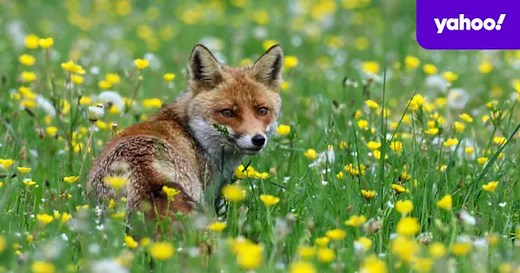 Scientists track how foxes took over Australia in just 70 years