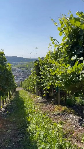 Mounted Trimmer always does the work easily | Farmhydrosupplies