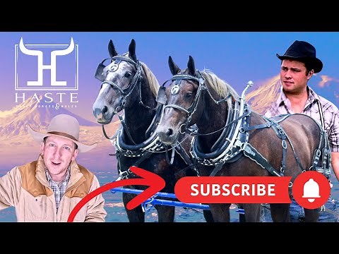 Why You Need This Percheron Draft Horse Team in Your Life NOW!