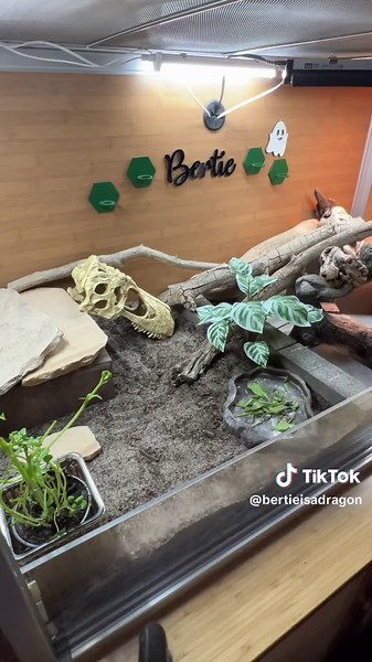 Here is my renovation of my bearded dragons enclosure! I added loose substrate only in half the tank for now mostlh because thats all I coule get sanitized so far. I intend to make the substrate 5” deep and across the entire enclosure eventually! #beardeddragon #beardiesoftiktok #beardeddragonenclosure