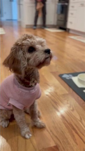 Cavapoo Puppy EP60: obeyance training