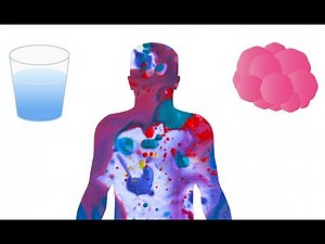 Identifying body fluid compartments